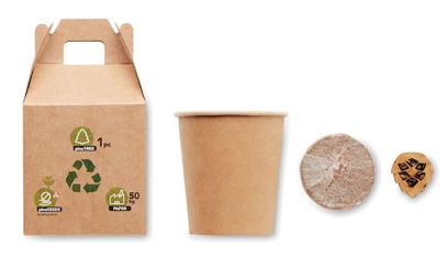 Grow A Pine Tree Kit